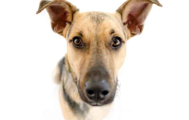 狗头图片大全-狗头高清图片下载-第2页-觅知网