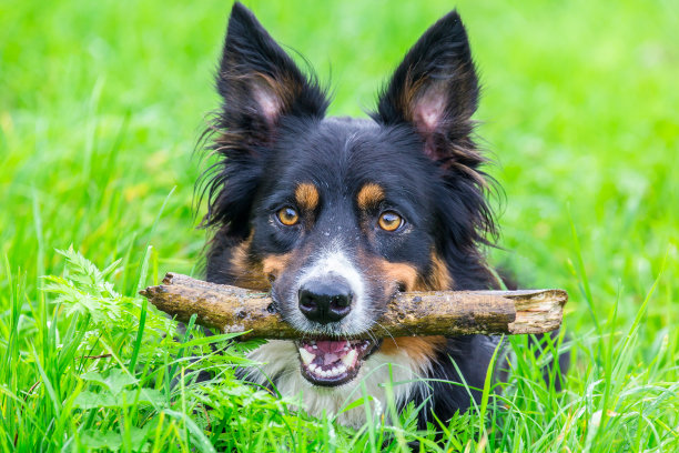 柯利牧羊犬