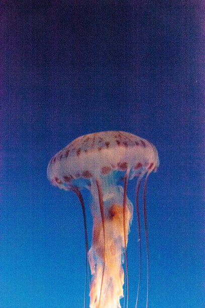 紫纹水母