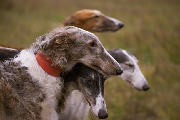 视猎犬