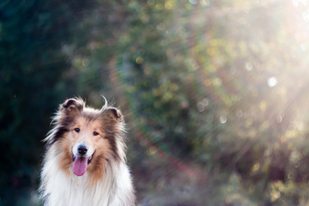 柯利牧羊犬