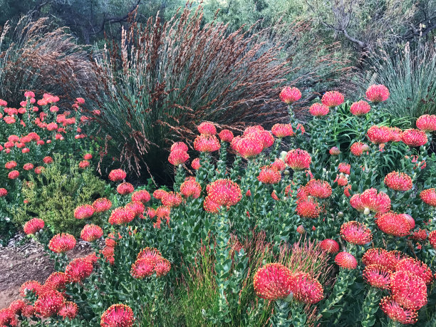 花坛与白花和一些草在Kirstenbosch植物园，开普敦，南非