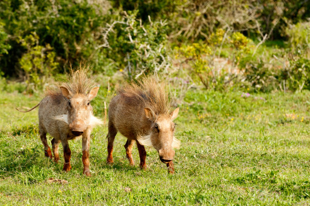 疯狂的野马马竹林里的两只熊猫印度穿山甲或食蚁兽(manis crassicauda