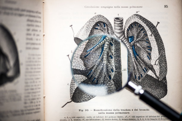 放大镜上的古董解剖书:气管，支气管和肺