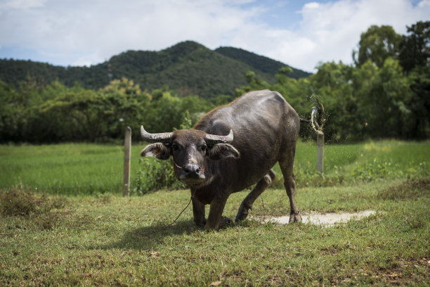 在泥坑里玩耍的泰国水牛