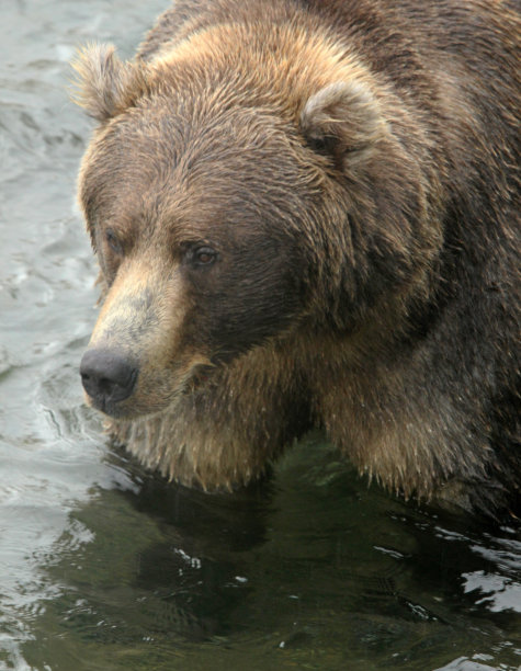 卡特迈的棕熊