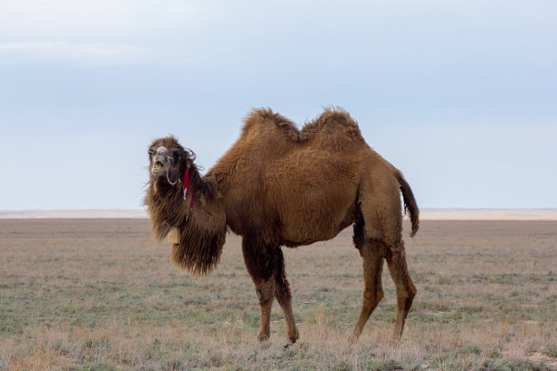 哈萨克斯坦沙漠驯养的棕色双峰驼