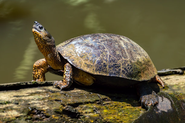 Tortuguero National Park