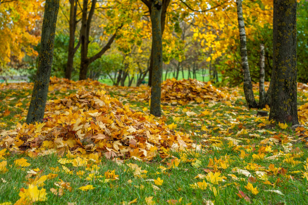 落下来的黄色枫叶整齐地堆在草坪上的一棵树下