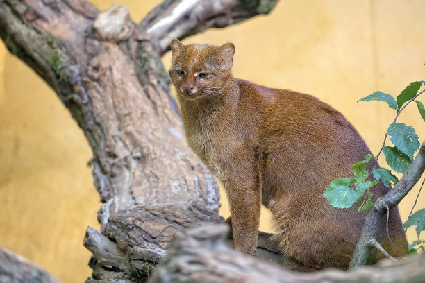 美洲山猫