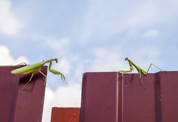 金属栅栏上的雌螳螂和雄螳螂。