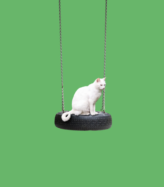 短毛猫
