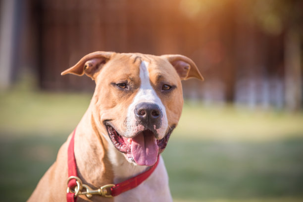 比熊犬