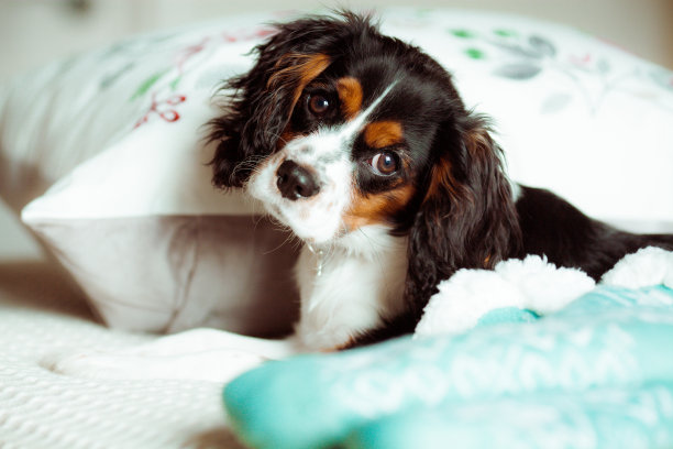 查理王小猎犬