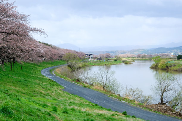吉野樱花