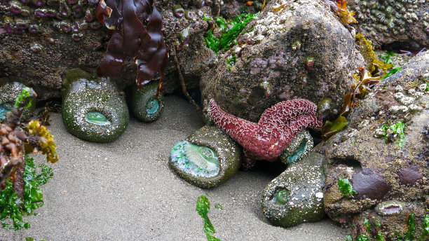 岩石上的绿色海葵，潮汐池，奥林匹克国家公园