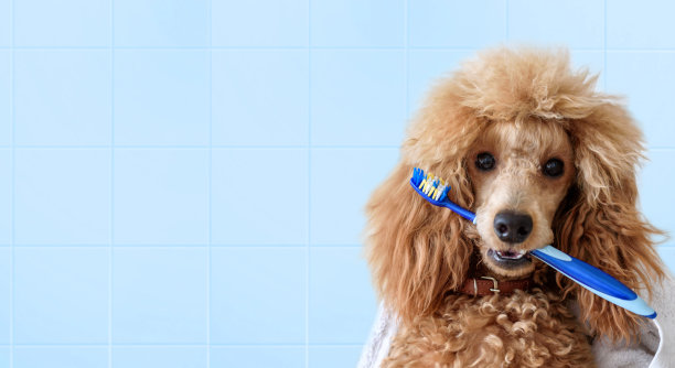 贵宾犬
