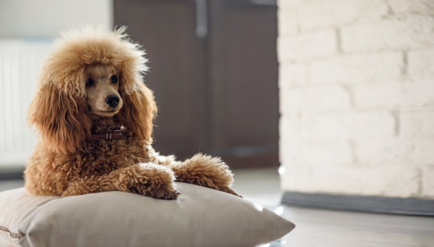 贵宾犬