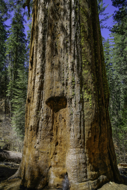 约塞米蒂国家公园的巨型红杉