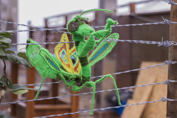 螳螂，绿色羊毛