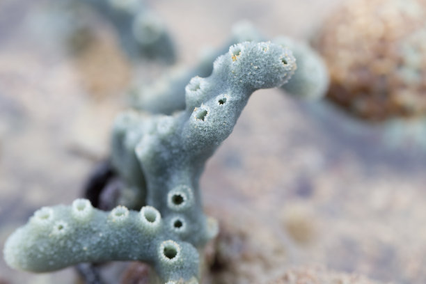 管状海绵