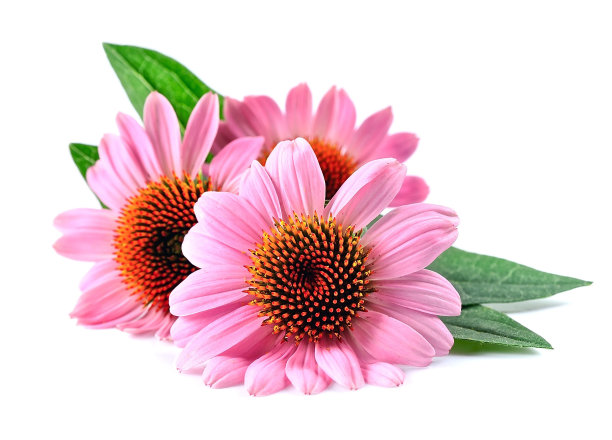金花菊