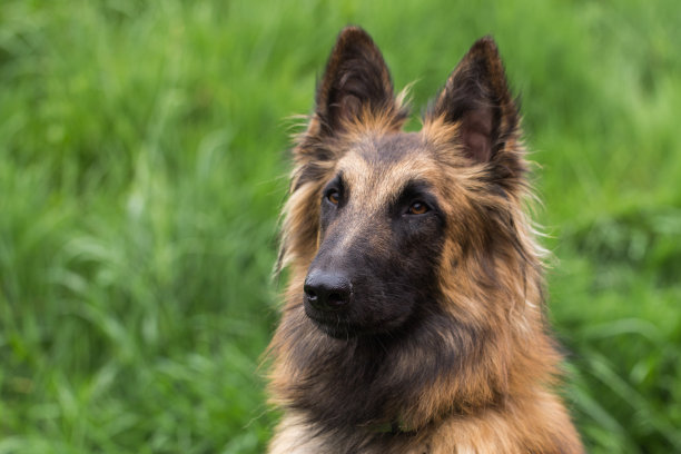 特弗伦犬