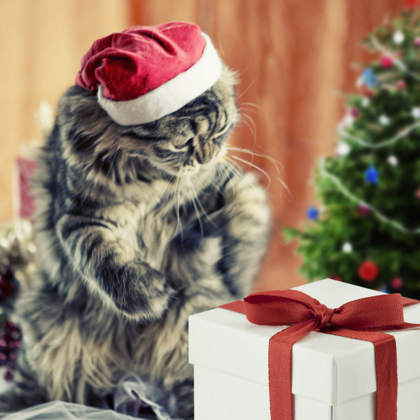戴圣诞老人帽的猫