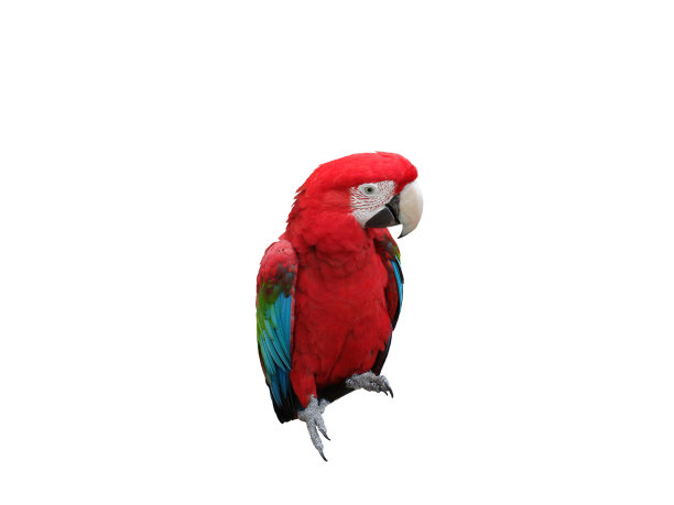 鹦鹉