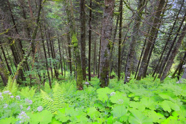 松树绿色高山林地-格局景观，常绿森林，自然格局，树干美丽的自然背景，巴伐利亚阿尔卑斯和蒂罗尔边境-奥地利/德国