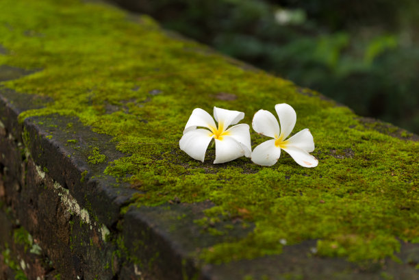 白色的花朵