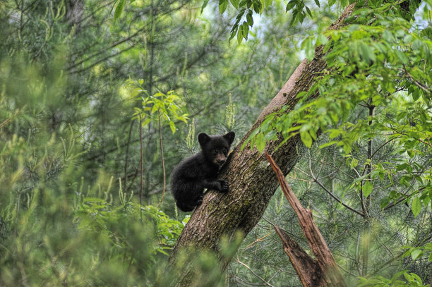小熊爬上树往外看