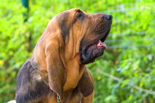 纯血猎犬
