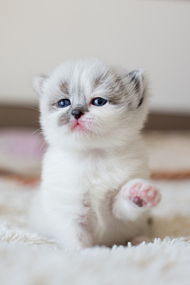 小猫