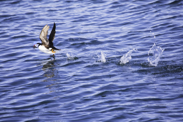 从雷克雅未克附近水域飞来的嘴里叼着鱼的海雀