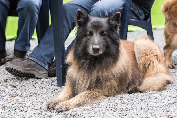 特弗伦犬