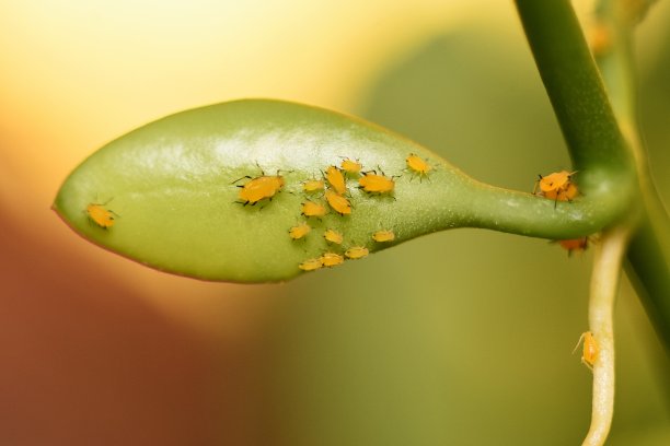 蚜虫
