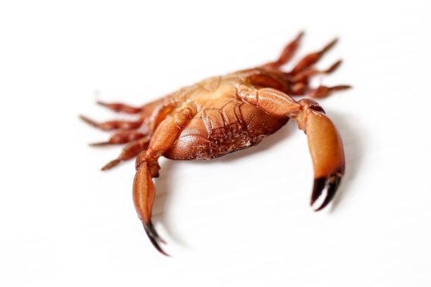 锯缘青蟹