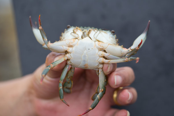 锯缘青蟹