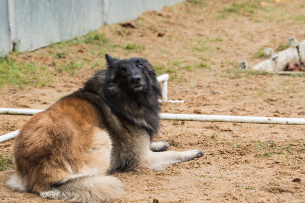 特弗伦犬