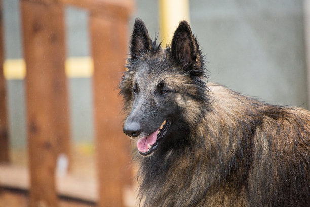 特弗伦犬