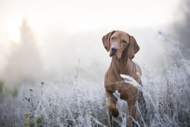 维希拉猎犬