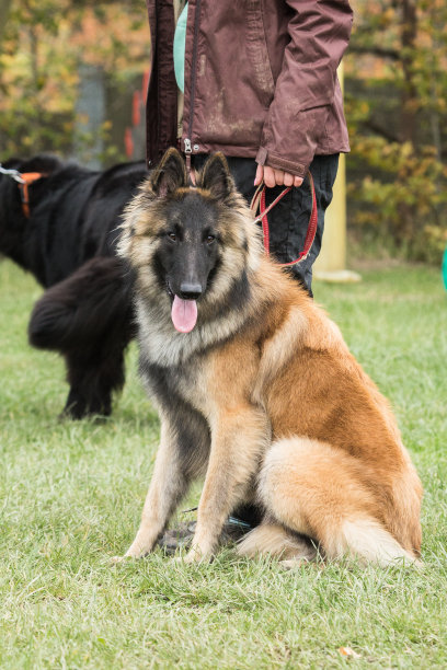 特弗伦犬