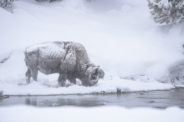白雪覆盖的野牛-黄石国家公园