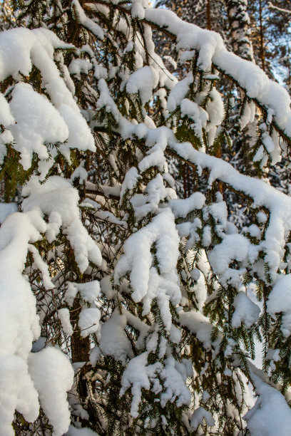 冬天的森林被雪覆盖