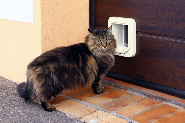 长毛猫