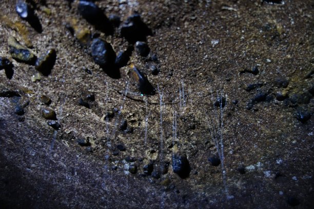 Waitomo Caves