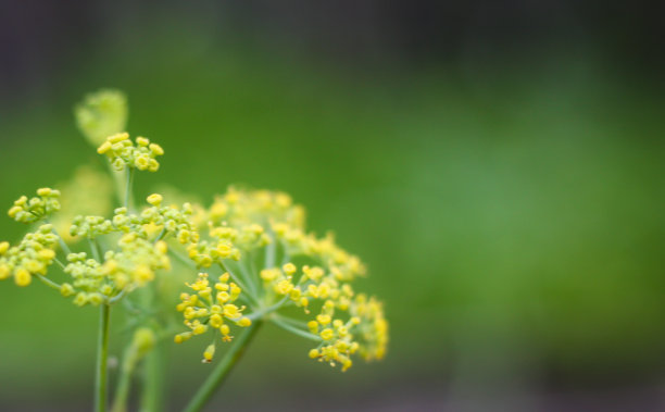 香草花园茴香花