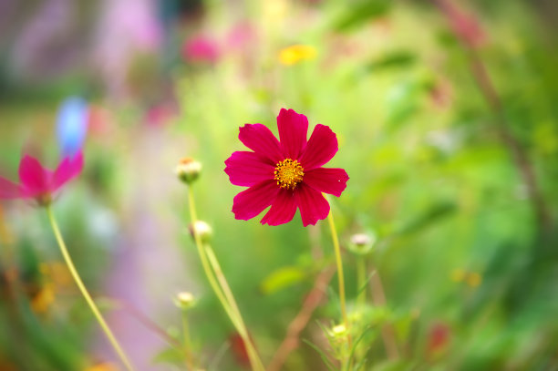 花簇