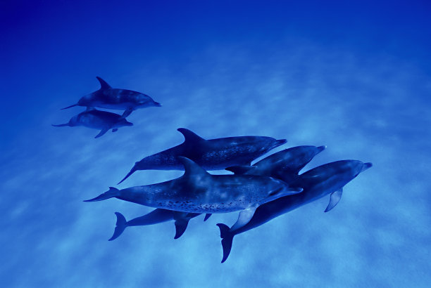 大西洋斑纹海豚，巴哈马
